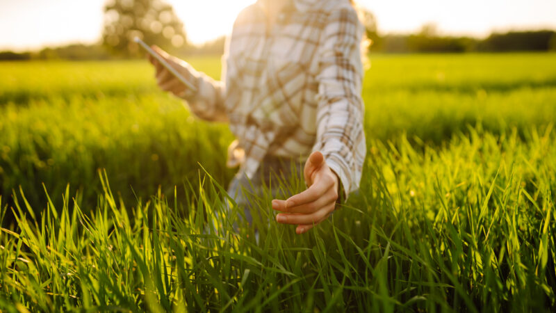 Young woman farmer working with a modern tablet on a green wheat field, studying the growth and quality of the crop. The concept of tenology, gardening.