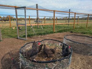 Chickens on a regenerative property