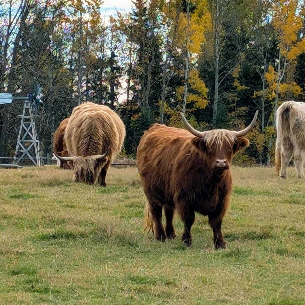 Highland cows at a regenerative hobby farm