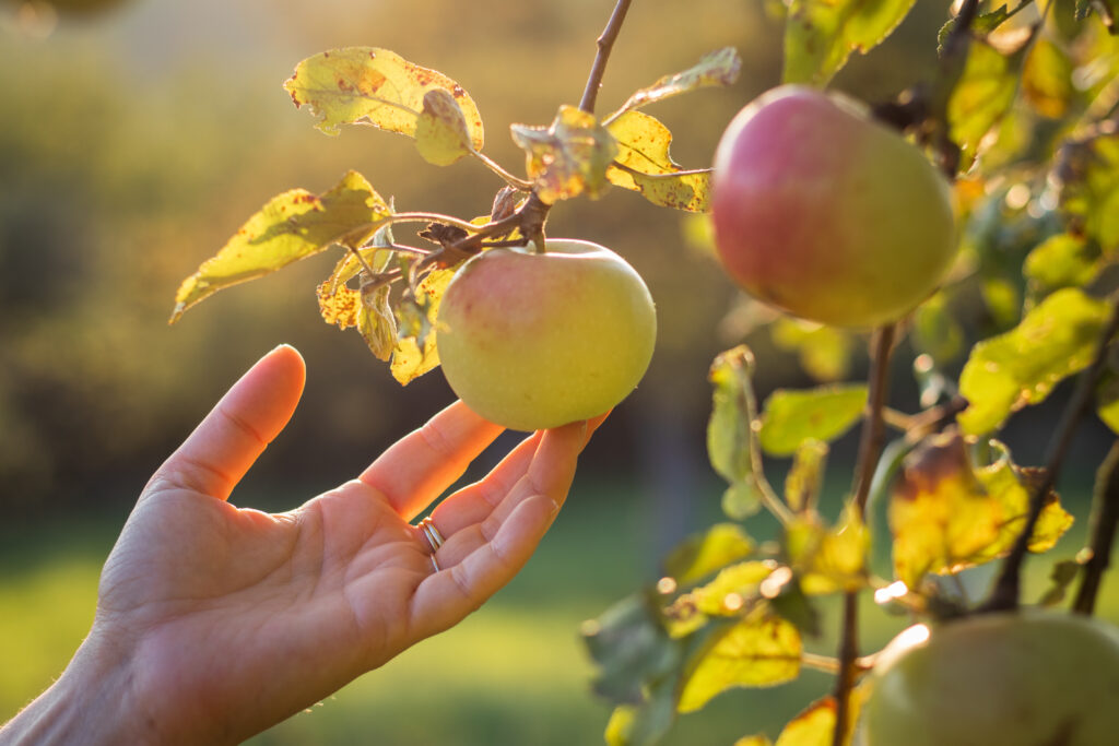 Hand reaching for apple