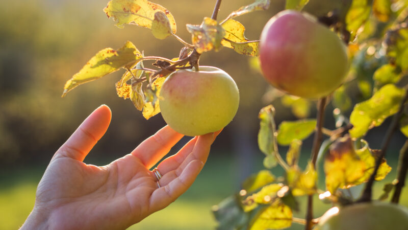 Hand reaching for apple