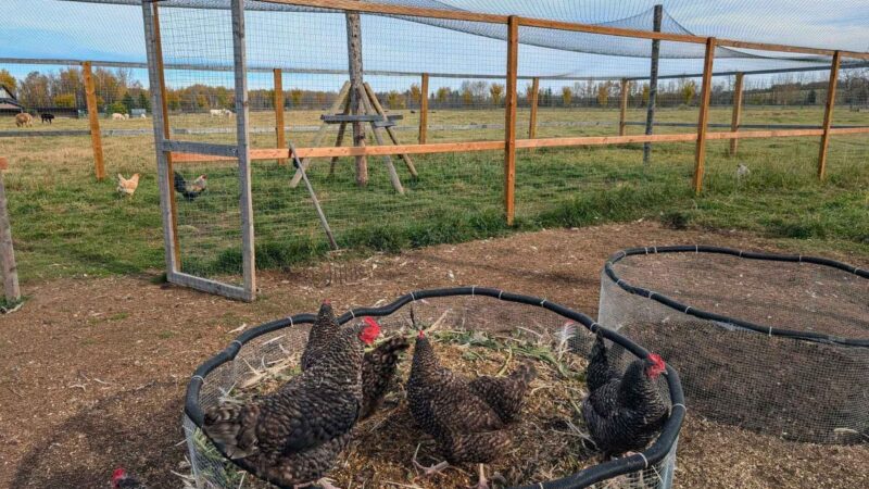 A City Slicker’s Regenerative Hobby Farm