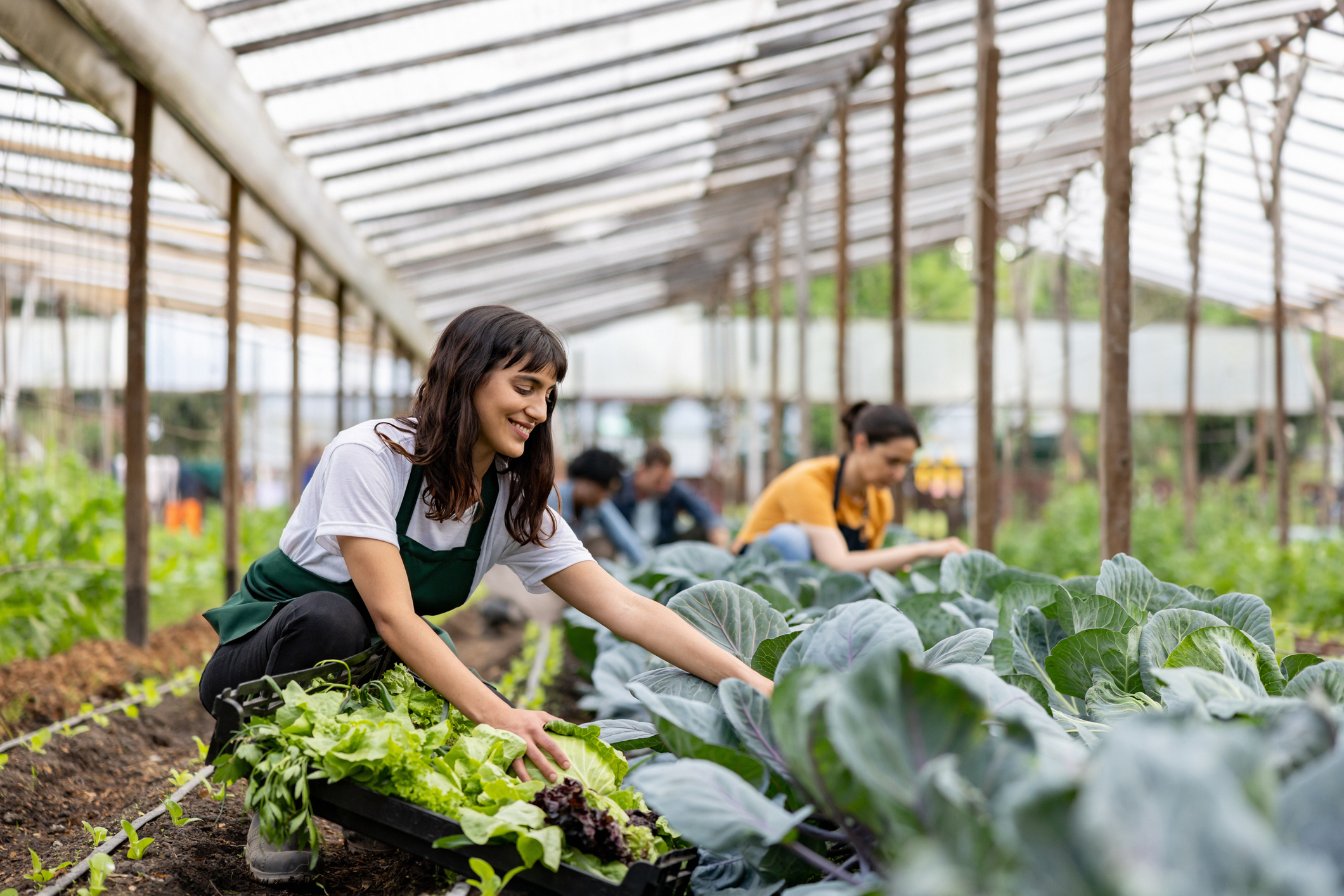 Happy group of workers in a greenhouse