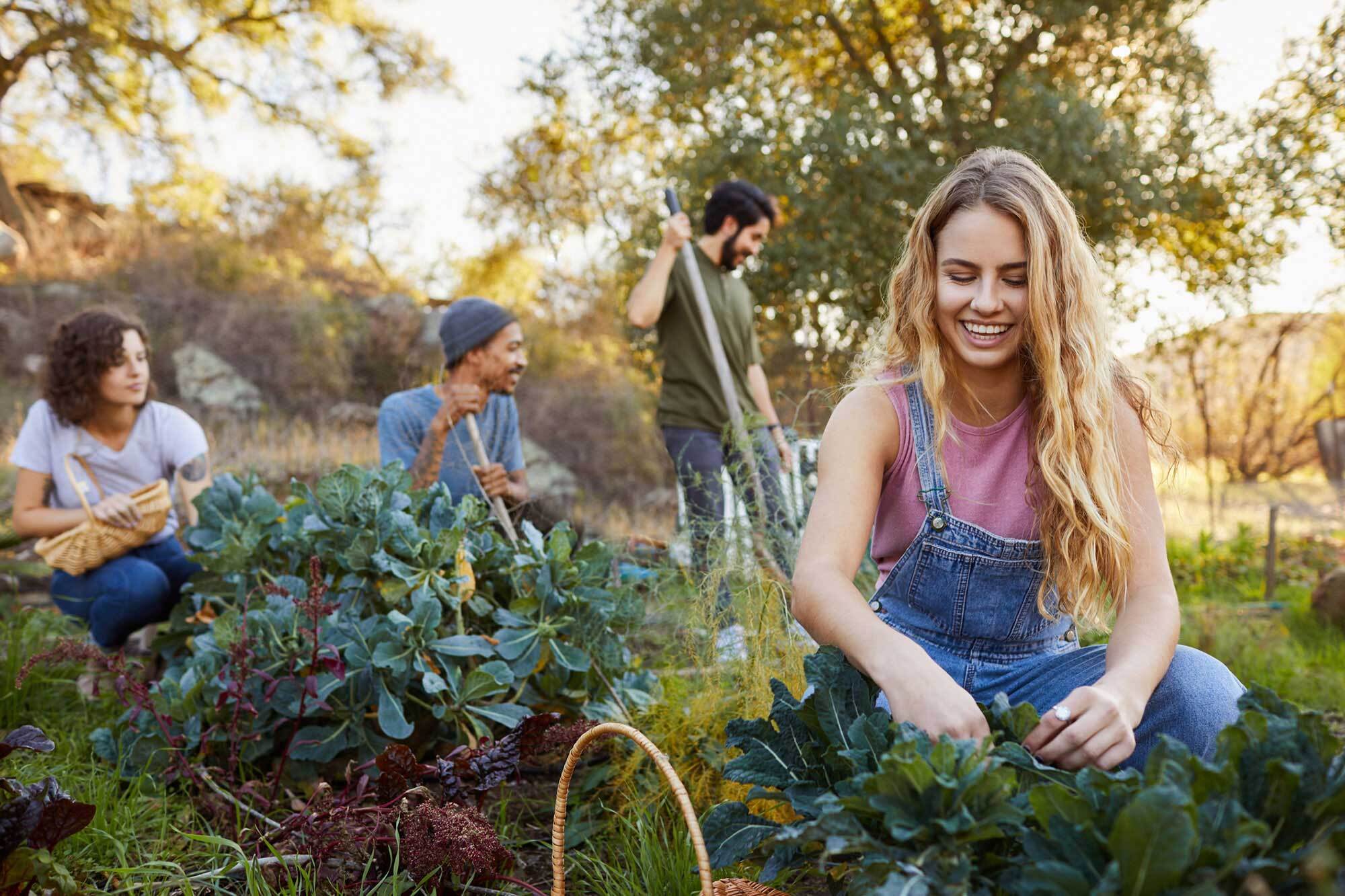 Laughing woman and a diverse group of friends working together in their vegetable garden on a farm