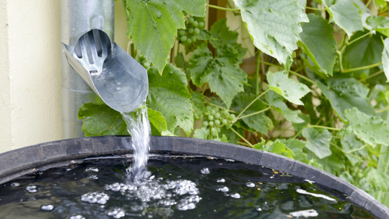 Rain barrel in a garden