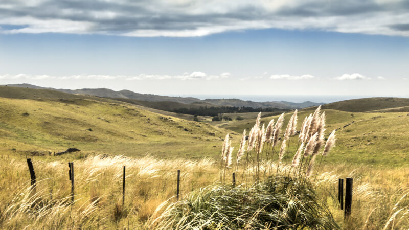 Pampas