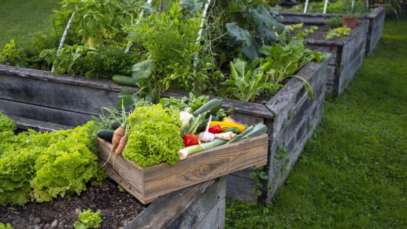Raw organic farmers box on domestic garden.