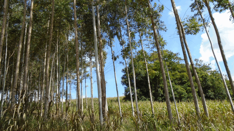 Syntropic Agroforestry for Homesteads: Growing Resilience, Regeneration, and Legacy