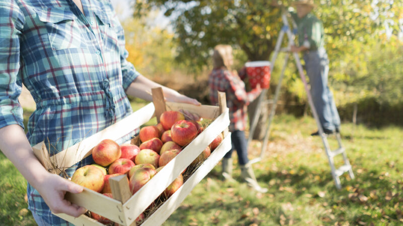 A woman carrying crate full of ripe apples while her parents picking apples from a tree in the back.