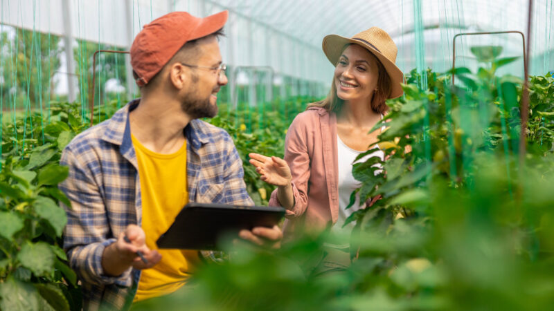 two agronomists are picking peppers in a greenhouse, a man is using a digital tablet.the concept of innovation and the use of modern technologies in agriculture