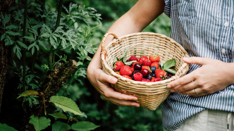 Close-up of a woman collecting berries in a wicker basket in a food forest.