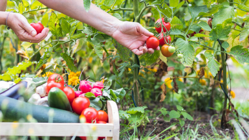 Organic garden at summer harvest