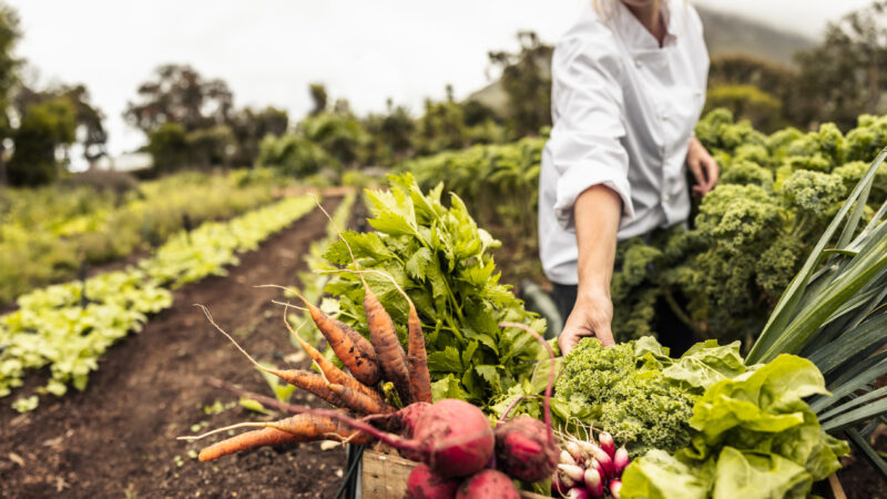 Organic farming business plan.