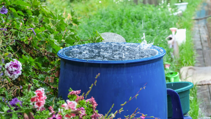 Rainwater collection and rainwater harvesting.