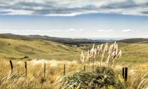 Pampas